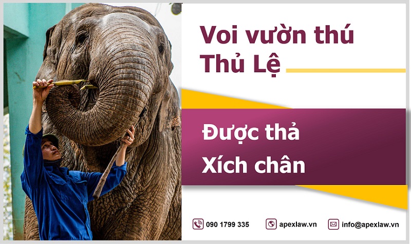 voi vườn thú Thủ Lệ