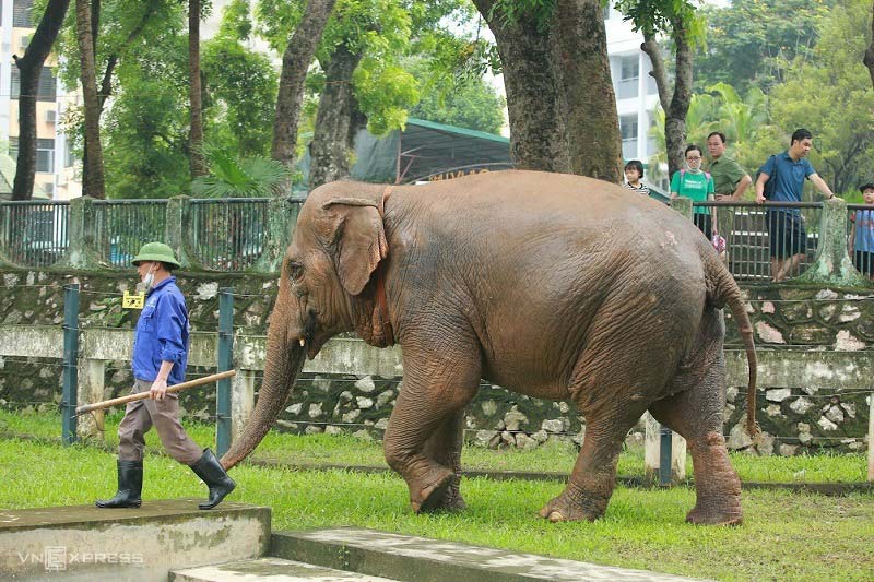 Hai con voi được tự do đi lại trong khuôn viên chuồng sau khi tháo xích chân