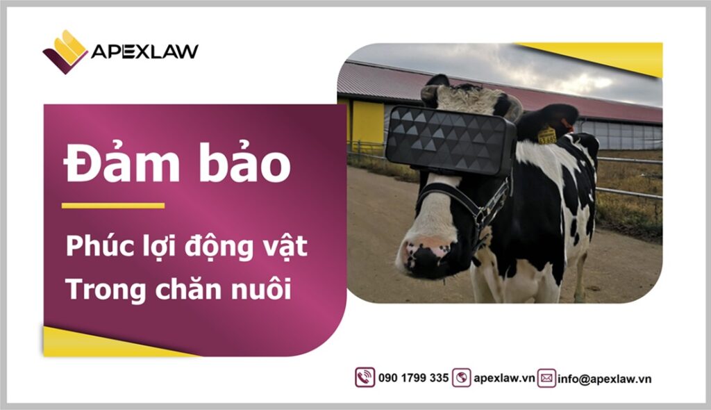 Đảm bảo phúc lợi động vật trong chăn nuôi